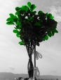 30. ÁRBOL DE ANDRY, SÍMBOLO DE LA ORTOPEDIA Y TRAUMATOLOGÍA